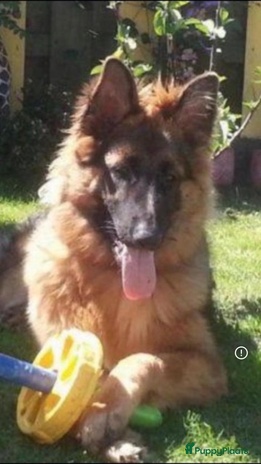 Duitse Herder honden - Advertentie 2