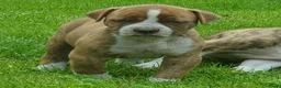 Amerikaanse Bulldog honden te koop: Mooie en gezonde Amerikaanse bulldog pups - Advertentie 4