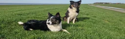 Border Collie honden te koop: Nog 1 Border Collie pup 3 kleur, heel verleidelijk - Advertentie 15