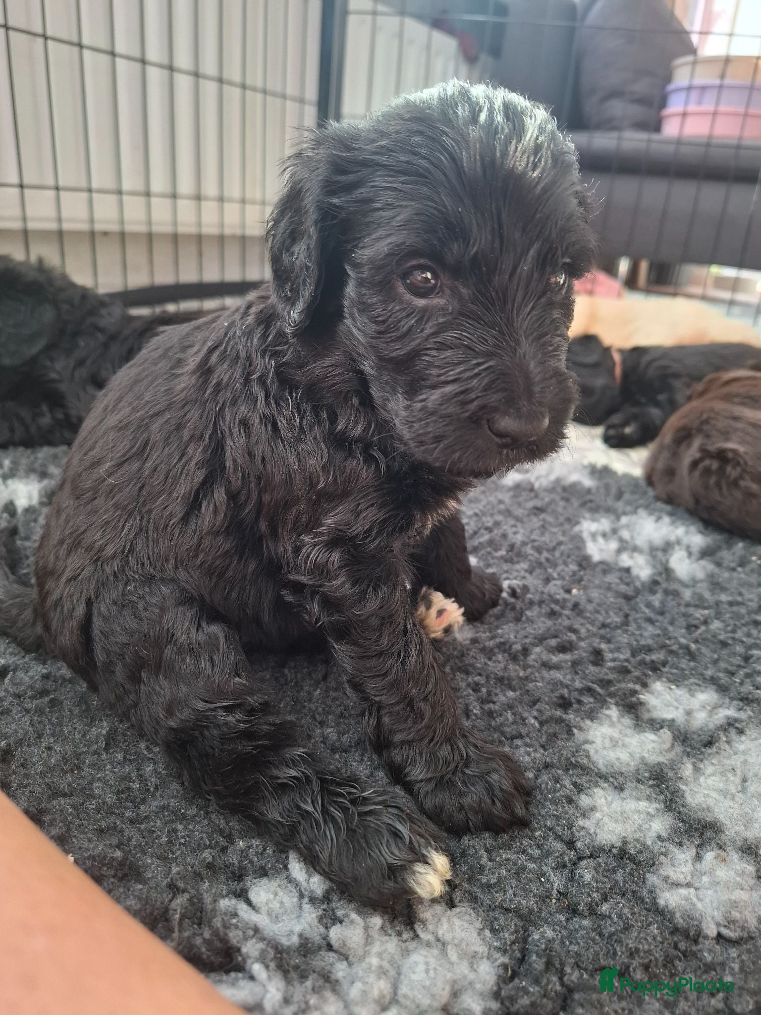 Labradoodle honden Labradoodle pups - Advertentie 6