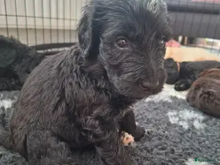 Labradoodle honden Labradoodle pups - Advertentie 6
