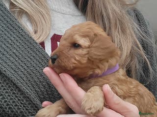Labradoodle honden Mini Doodle pup 🐶 - Advertentie 1