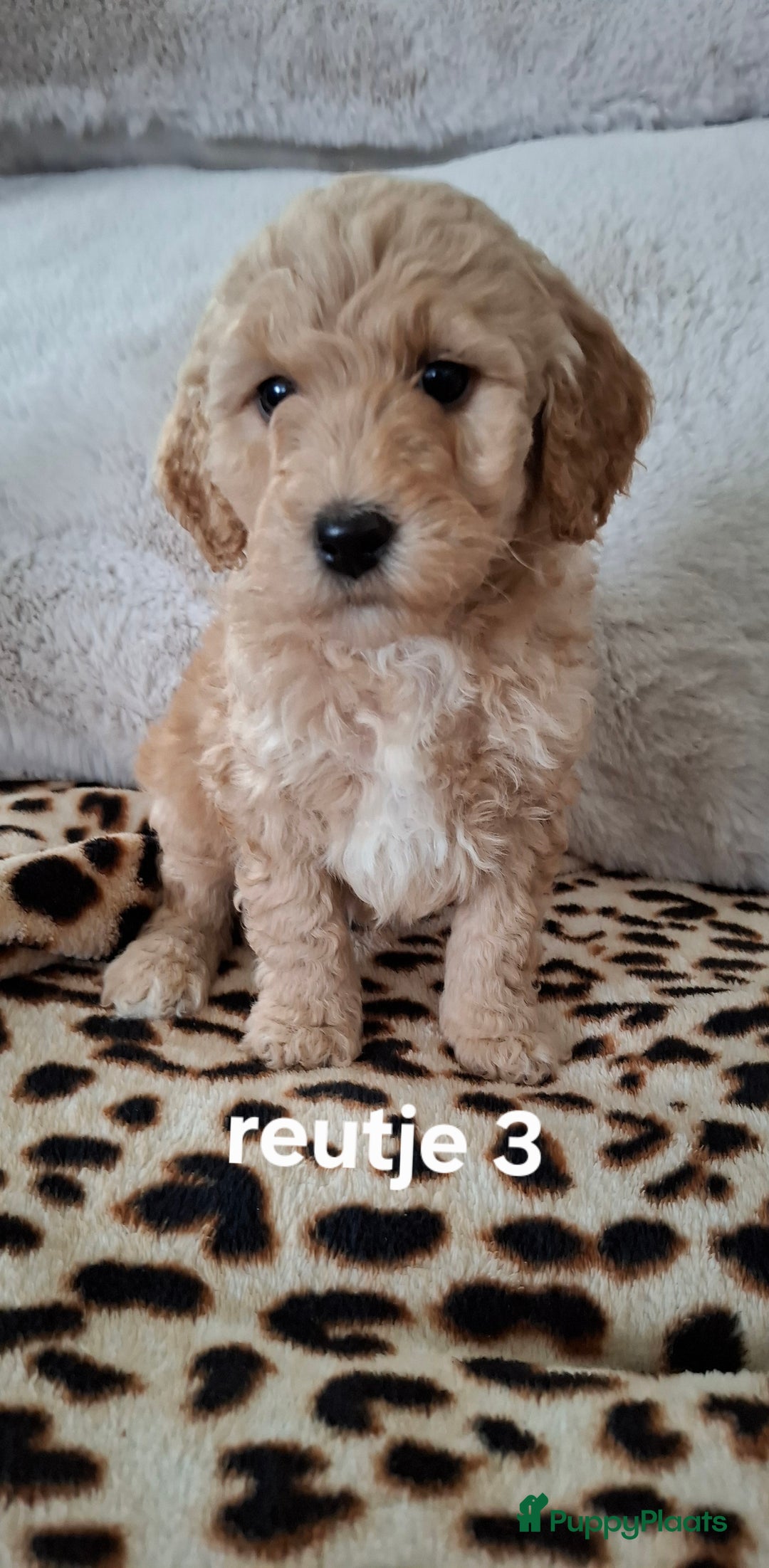 Labradoodle honden te koop: Labradoodle pups kleine  medium  - Advertentie 13