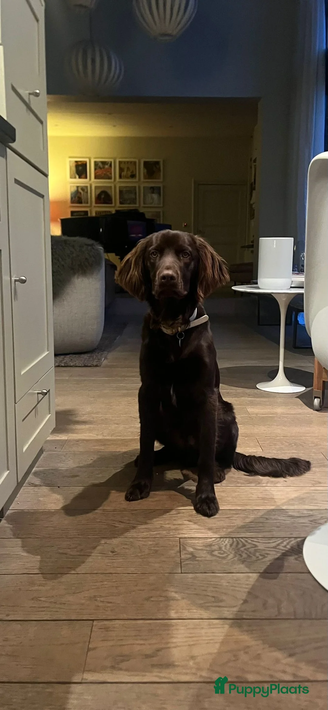 Duitse Staande Hond Langhaar honden te koop: Verwacht duitse staande Langhaar pups - Advertentie 13