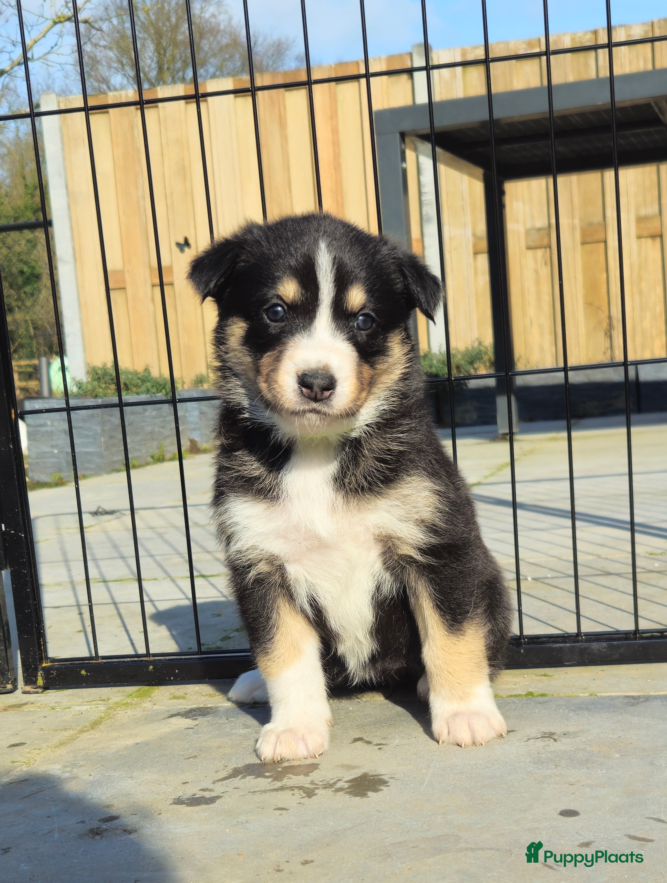 Kruising honden Prachtige kruising pups - Advertentie 5