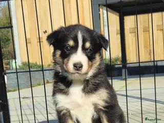 Kruising honden Prachtige kruising pups - Advertentie 5