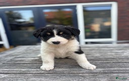Australian Shepherd honden te koop: Mooie Australian shepherd pups in Bunschoten-Spakenburg - Afbeelding 2