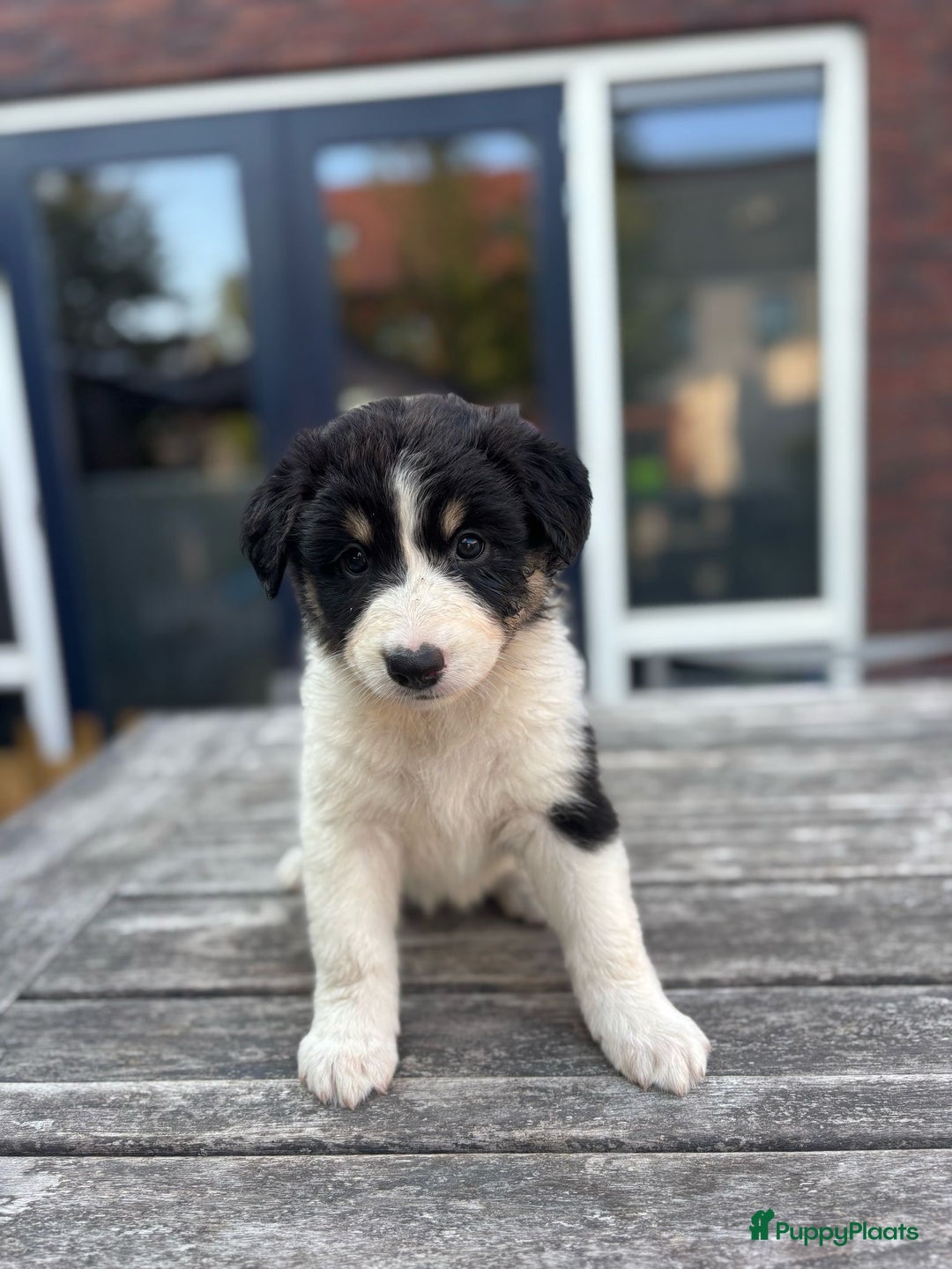 Australian Shepherd honden te koop: Mooie Australian shepherd pups in Bunschoten-Spakenburg - Afbeelding 2