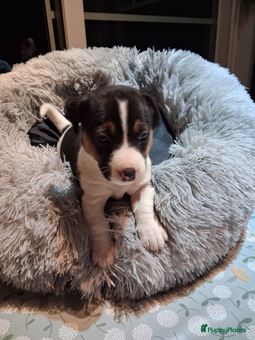 Jack Russel Terriër honden te koop: Jack russelpups opgevoed in gezin met 2 kids - Advertentie 1