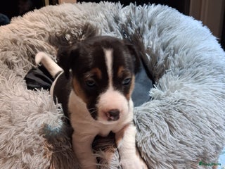 Jack Russel Terriër honden Jack russelpups opgevoed in gezin met 2 kids - Advertentie 1