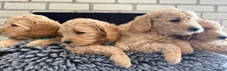 Kruising honden te koop: Prachtig nestje Goldendoodle/Labradoodle puppy’s in Heeswijk Dinther - Advertentie 10
