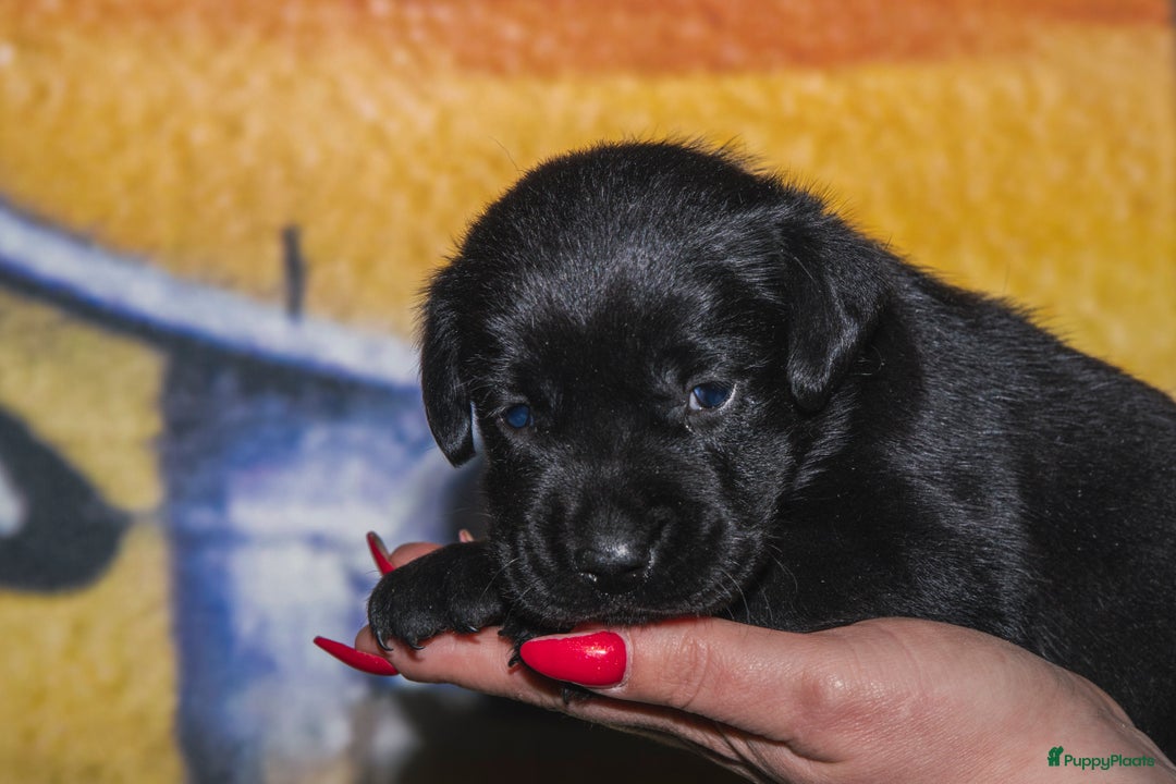 Labrador Retriever honden te koop: Raszuiver labrador pups mogen naar nieuw huisje  - Advertentie 7