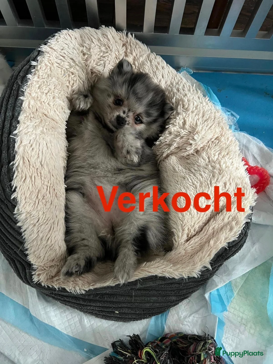 Pomeriaan honden te koop: Prachtige Pomeriaan pups  - Advertentie 8