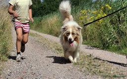 Australian Shepherd honden te koop: Raszuivere Australian Shepherd op de boerderij - Afbeelding 12