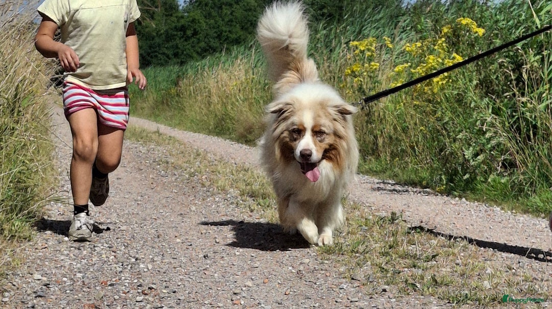 Australian Shepherd honden te koop: Raszuivere Australian Shepherd op de boerderij - Afbeelding 12