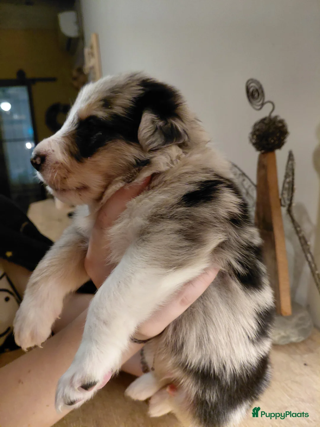 Border Collie honden te koop: Bordercollie pups  in Helmond - Advertentie 10