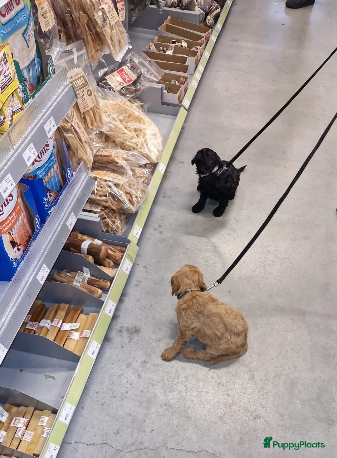 Kruising honden te koop: Nog 1 Zwarte Doubledoodle Goldendoodle/labradoodl  - Advertentie 8