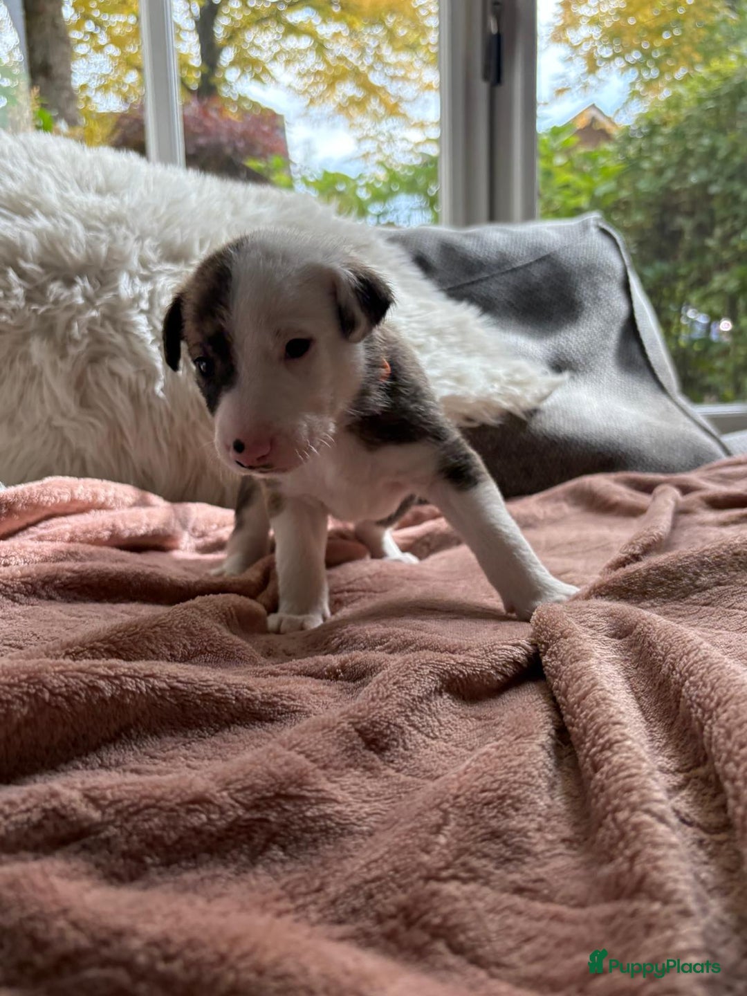 Kruising honden te koop: Whippet Pups X Border Collie  – gezinsvriendelijk! - Advertentie 14