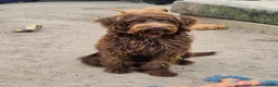 Labradoodle honden te koop: Hele mooie medium doodle half Australian bloed🩵🤩 - Advertentie 4