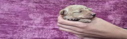 Cockapoo honden te koop: Cockapoo pupjes kleine maat - Advertentie 14