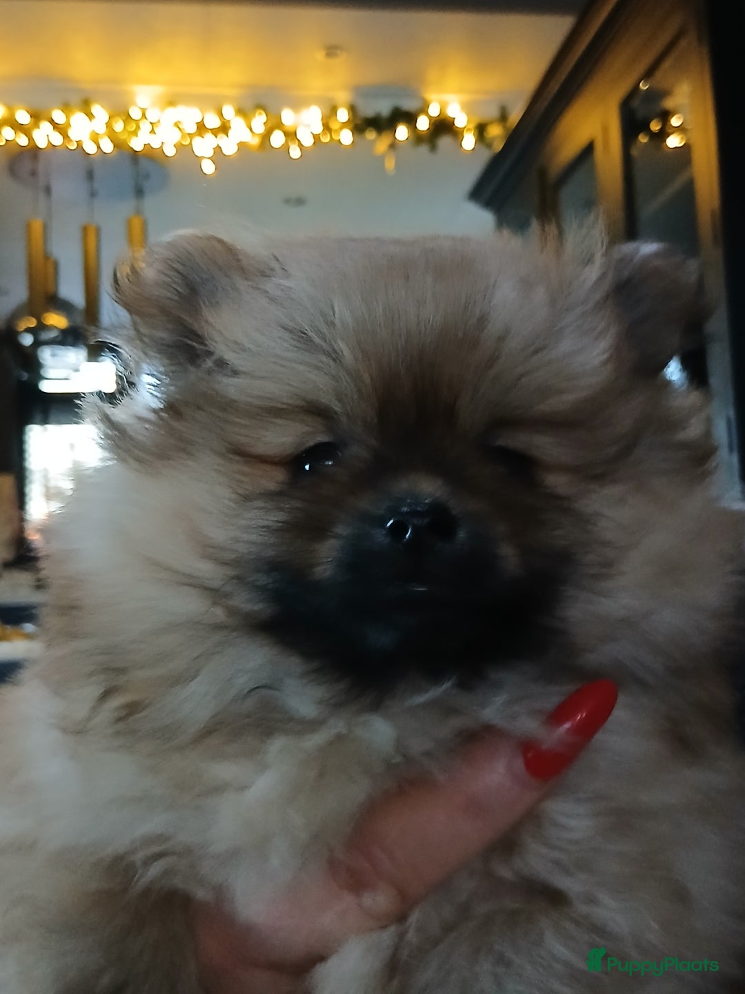 Pomeriaan honden te koop: Pomriaan puppy s - Advertentie 10