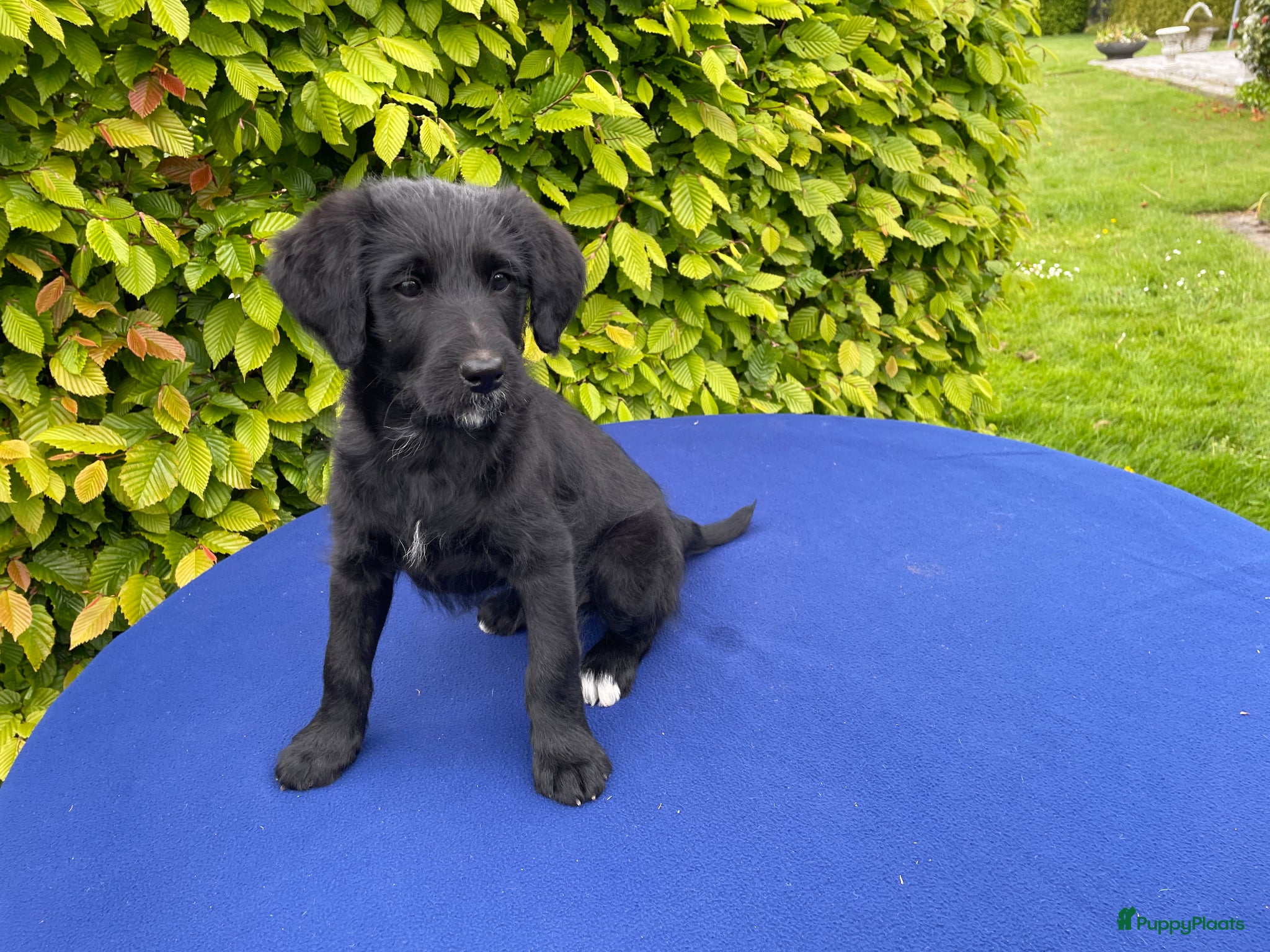 Labradoodle honden Doodle Pups - Advertentie 4