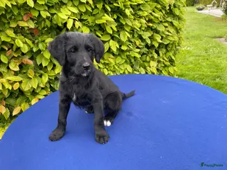 Labradoodle honden Doodle Pups - Advertentie 4
