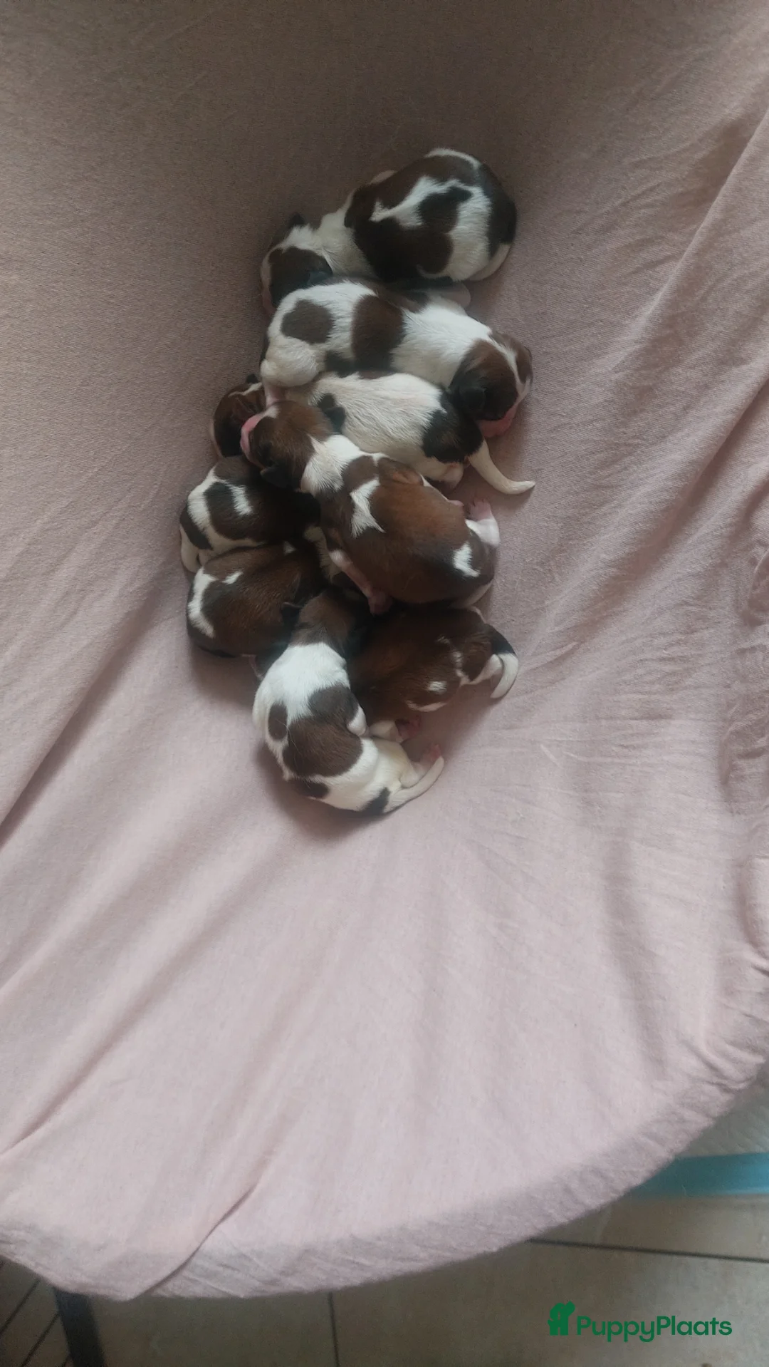 Kooikerhondje honden te koop: Schitterende kooikerpups - Advertentie 5