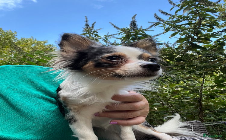 Chihuahua honden - Advertentie 7