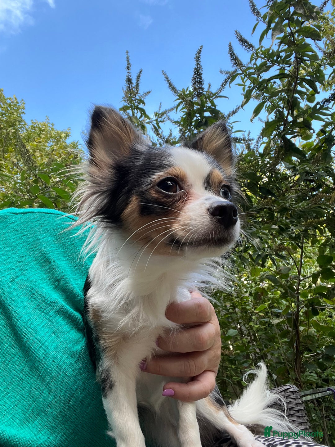 Chihuahua honden te koop: Mooie en lieve langhaar chihuahua. - Advertentie 1