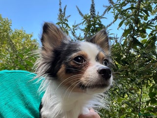 Chihuahua honden Mooie en lieve langhaar chihuahua. - Advertentie 8