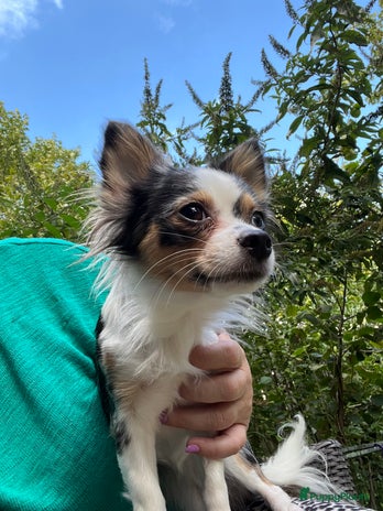 Chihuahua honden Mooie en lieve langhaar chihuahua. - Advertentie 3