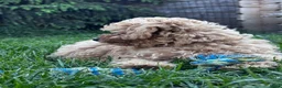 Maltipoo honden te koop: Maltipoo teefje puppy - Advertentie 4