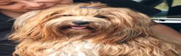 Havanezer honden te koop: Nog 1 Havanezer reutje beschikbaar - Advertentie 15