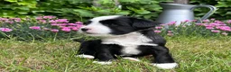 Tibetaanse Terriër honden te koop: Tibetaanse Terriër reutje beschikbaar  - Advertentie 4