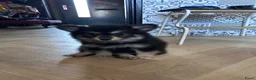 Pomsky honden te koop: 6 pomskys - Advertentie 13