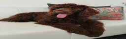 Australian Labradoodle honden te koop: Australian Labradoodle pups - Advertentie 23