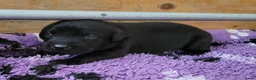 Labrador Retriever honden te koop: STAMBOOM ZWARTE FIELDTRIAL LABRADOR PUPS - Advertentie 14