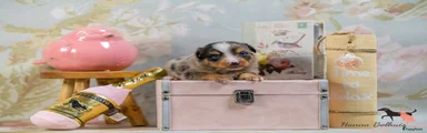 Australian Shepherd Puppy 3