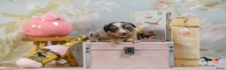 Australian Shepherd honden te koop: Mini Australian Shepherd pups - Advertentie 8