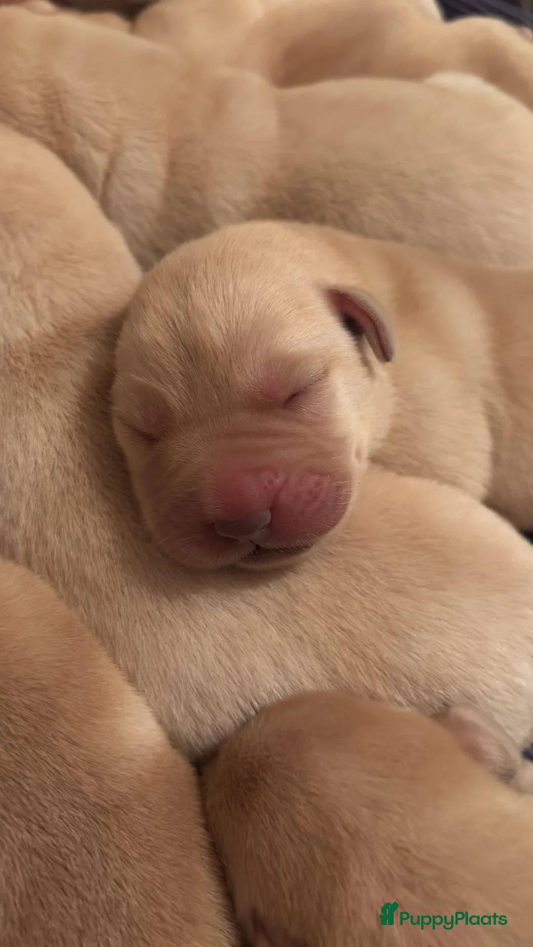 Labrador Retriever honden te koop: Blonde Labrador Pups 1/26 - Advertentie 5
