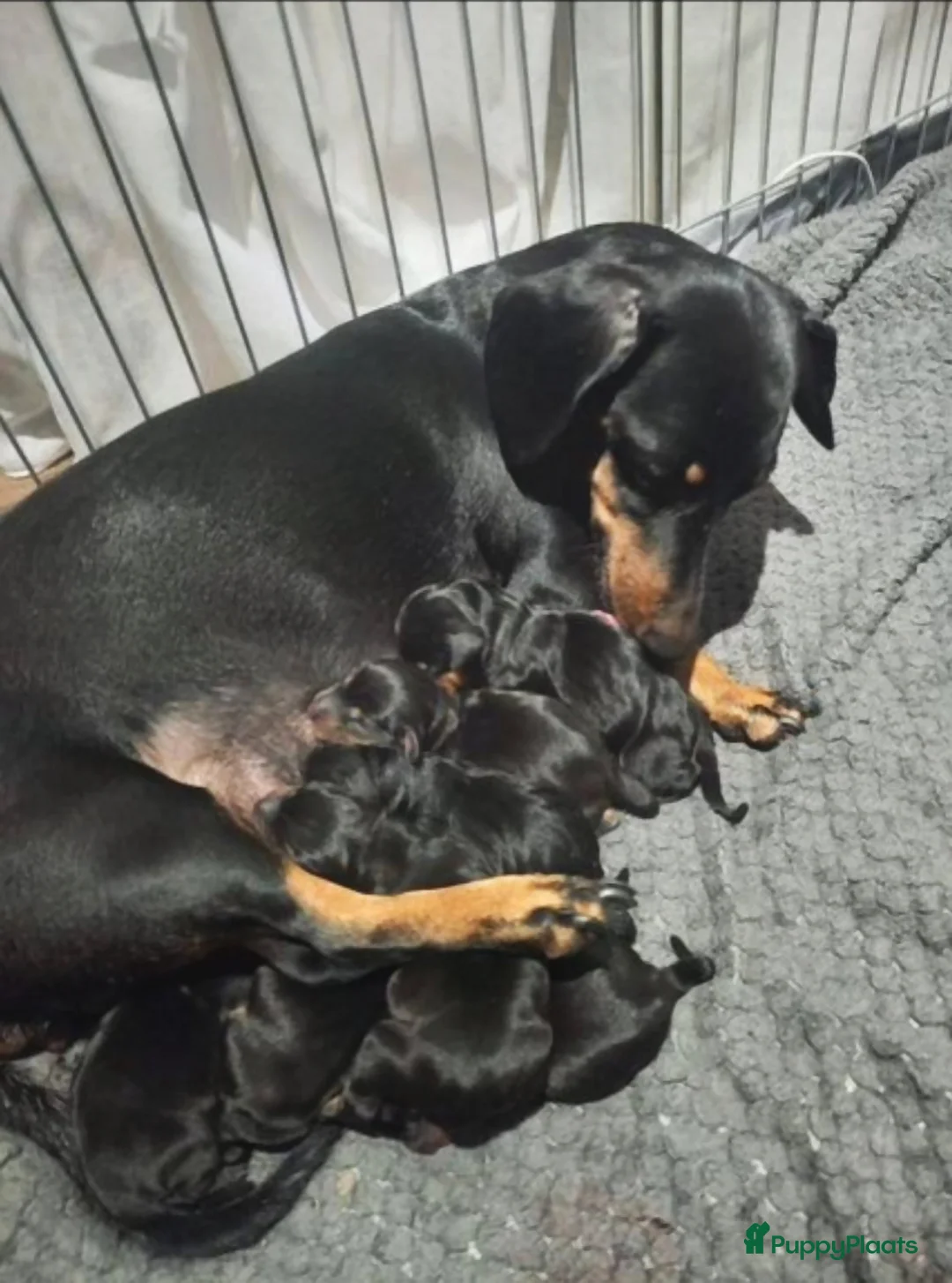 Teckel (korthaar)  honden te koop: Korthaar teckel pups  - Advertentie 4