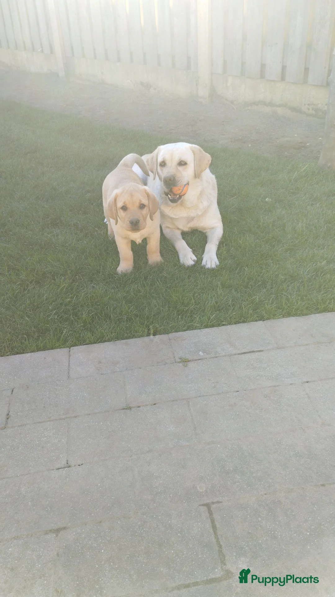 Labrador Retriever honden te koop: FCI PEDIGREE - LABRADOR RETRIEVER 5 MONTHS OLD - Advertentie 2