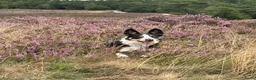 Border Collie honden te koop: Border collie teefje  in Kampen - Advertentie 2