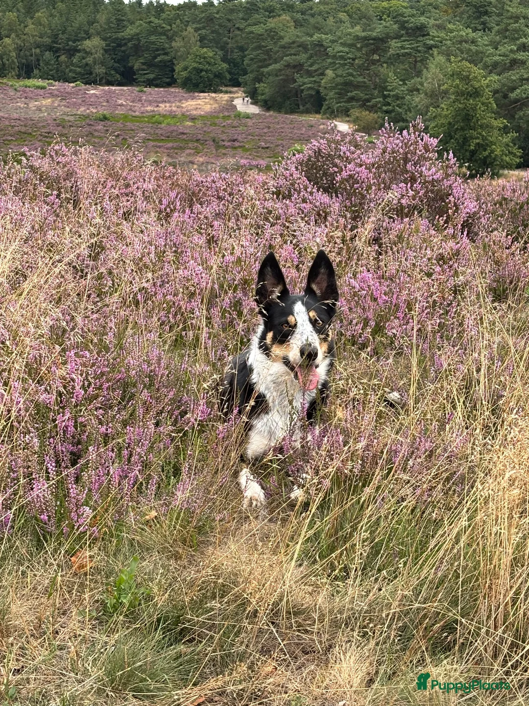 Border Collie honden te koop: Border collie teefje  in Kampen - Advertentie 2