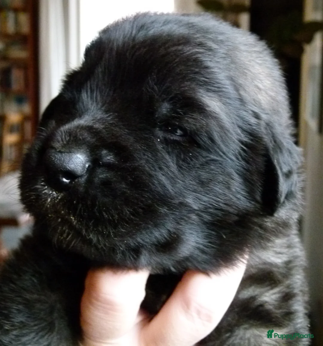 Leonberger honden te koop: Leonberger pups (teefjes)uit bijzondere combinatie - Advertentie 6