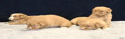 Nova Scotia Duck Tolling Retriever honden te koop: Nova Scotia Duck Tolling Retriever pups # Toller - Advertentie 8
