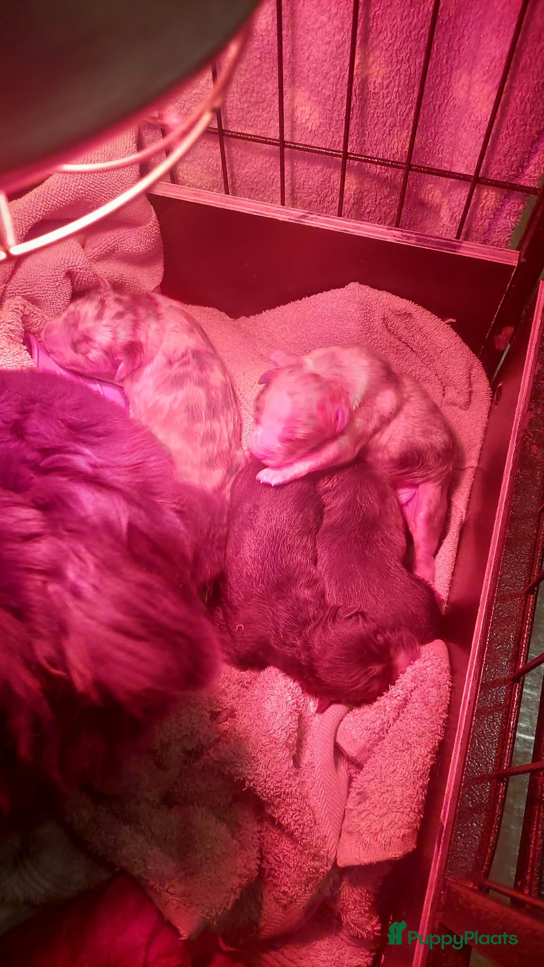 Australian Shepherd honden te koop: Australian shepherd pup teefje - Advertentie 4