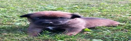 Mechelse Herder honden te koop: Mechelse herder pups - Advertentie 4