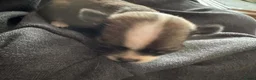 Chihuahua honden te koop: Korthaar chihuahuapups - Advertentie 12